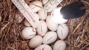 Инкубация гусят под лампочкой, без инкубатора. Подготовка и разогрев яйца. Аккумулятор для Несушки.