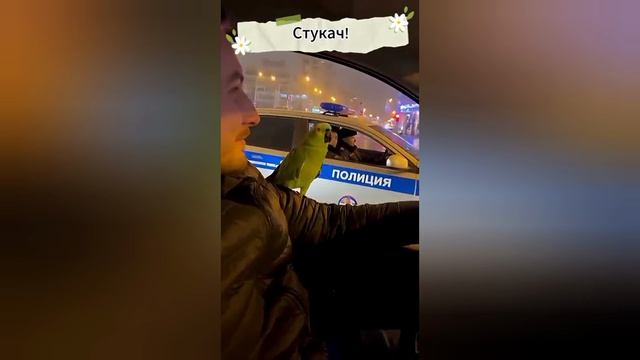 (Не только нейро) Нейро-попугаи