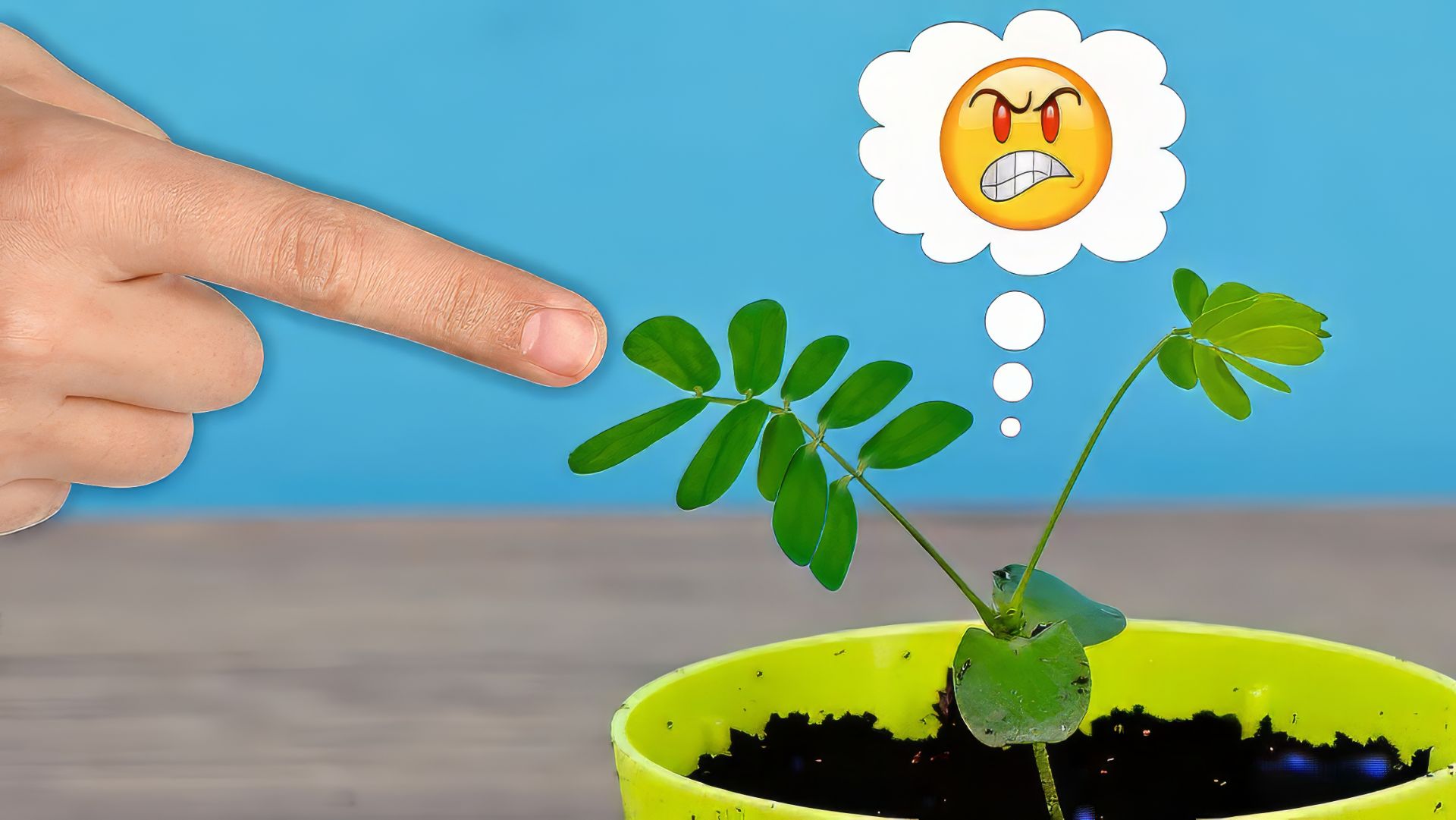 Я вырастил Растение, которое реагирует на Палец!