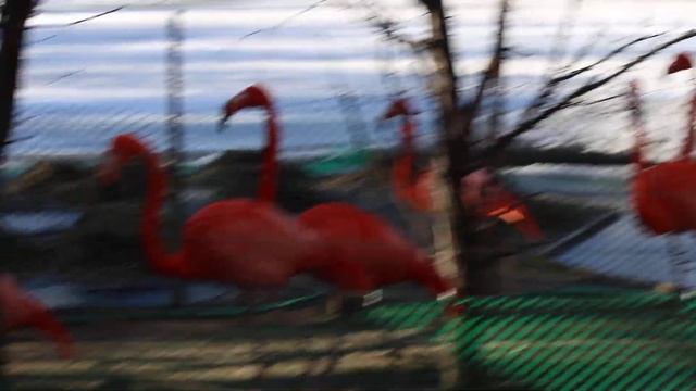 Красавцы красные и розовые фламинго вышли на улицу 09.04.2026