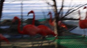 Красавцы красные и розовые фламинго вышли на улицу 09.04.2026