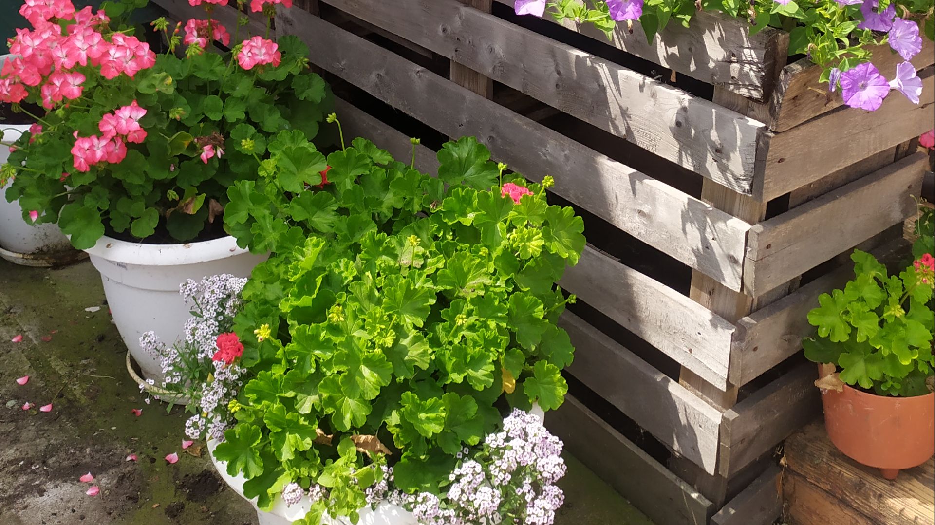 Вести с подоконника.Сажаю петунии в торфенные таблетки,переросшая рассада томатов.