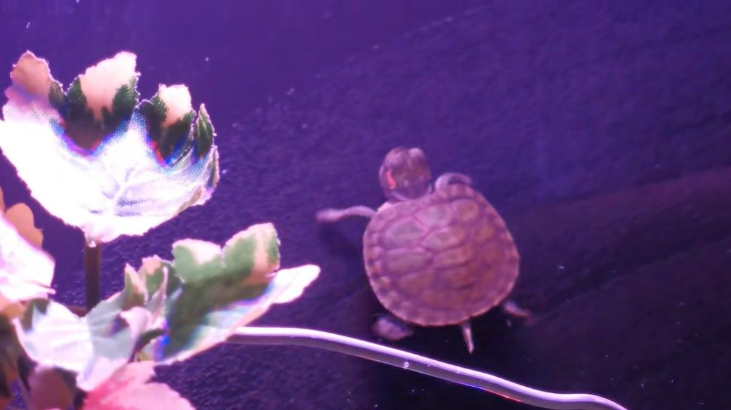 Чепаянварь 2026 - красноухая черепашка Манго!