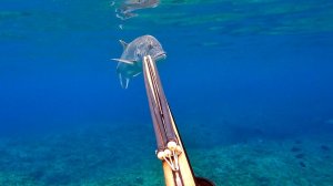 Подводная охота / Скаты, пойманные в свободном погружении, очень вкусные