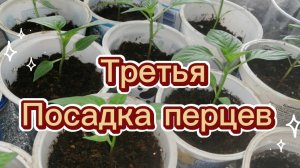 Третья посадка семян болгарского перца 8 апреля