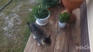 Деревня, варим аджику. Внук.