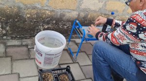 Стимулируем рост саженцев голубики