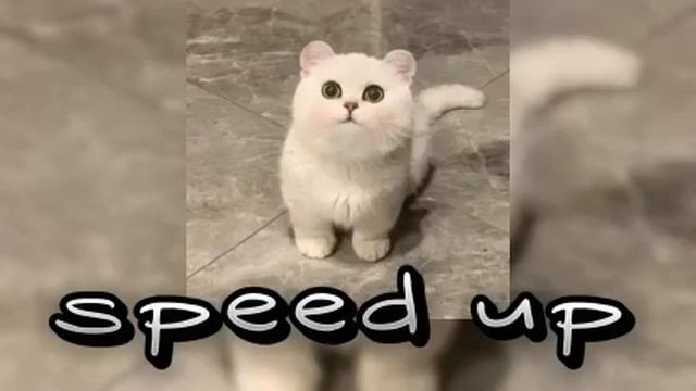 популярные песни из тик тока __ speed up __