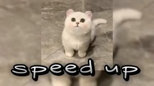 популярные песни из тик тока __ speed up __