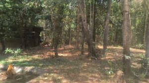 Тигры 🐯, Львы🦁 08.04.26. Вьетнам