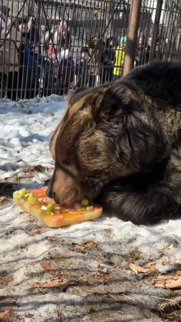 ДИВА: ПЕРВАЯ СРЕДИ СОНЬ И ГЛАВНЫЙ ГУРМАН «ПРИАМУРСКОГО»!