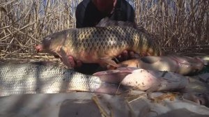 Дикий жор огромных рыб весной - вот это рыбалка!Ночевка в камышах.