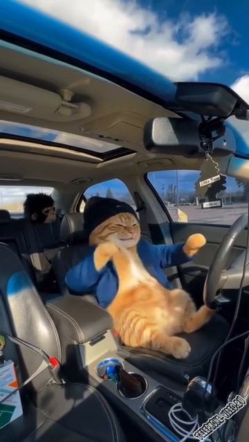 Кот зажигает