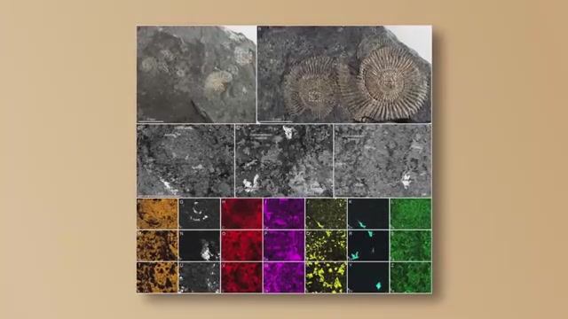 Почему Эволюция Снова и Снова Создаёт Одних и Тех Же Животных?