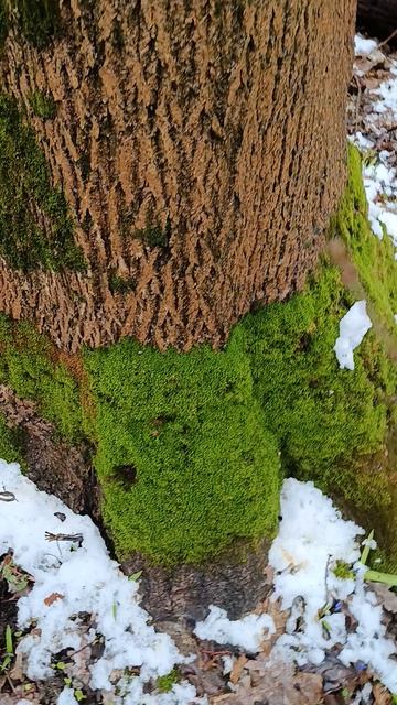 С какой стороны мох растёт с Северной?