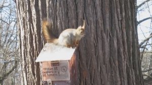 Одноухая белка машет хвостом