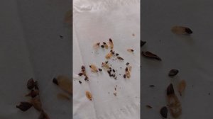 🌲Ëлки из семян 🌲