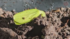 Лунный календарь посадки огурцов на рассаду в апреле. Посадите в эти дни для большого урожая!