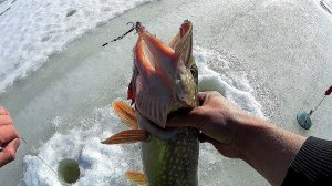 ВЕСЕННЯЯ ЩУКА🔥!!! ЗАКРЫТИЕ СЕЗОНА 2025-2026!!!