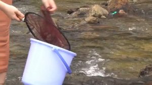 Красивая девушка на рыбалке ловит рыбу. Готовит еду. #outdoors