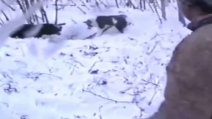 Потеря Лайки на Берлоге. Охота на Медведя