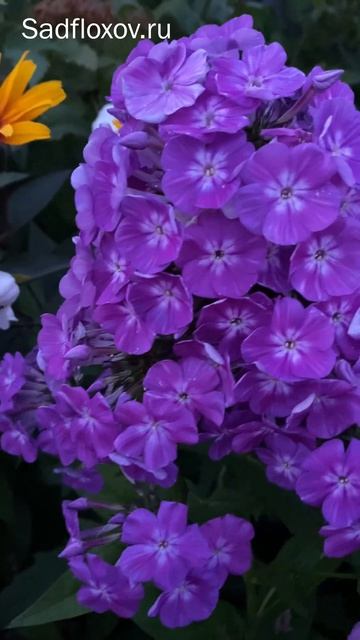 Вечерние сеянцы флоксов