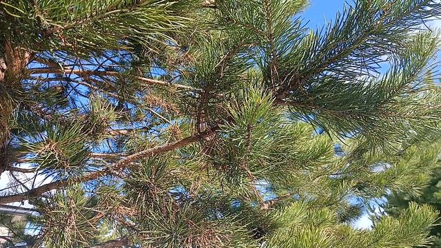 Послушайте тех, кто меня будит по утрам!!!.mp4