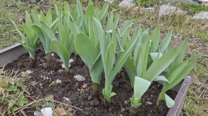 12-04-2026.Дача.Посеяла зелень и посадила лук..Крот вернулся..роет..(05.04.-06.04.26)