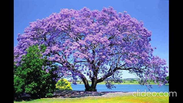 Артём Гельман  - Последняя любовь