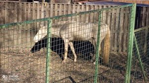 ЛОШАДКА НА ПРОГУЛКЕ ЧАСТЬ 1