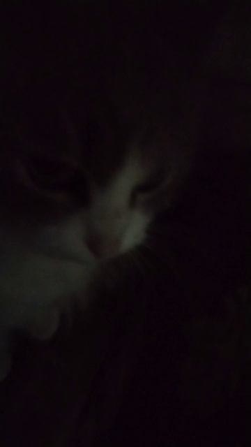 #рек #животные #кошка Ну такую умняшечку встретил, умилению нет придела 😻❤️