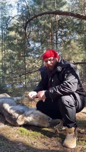 Диким животным нужна человеческая помощь