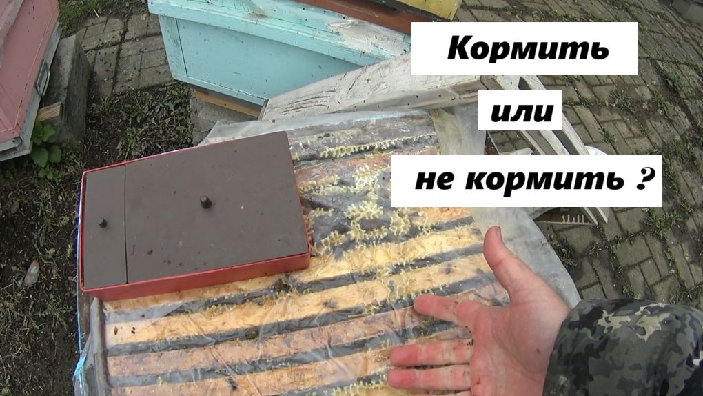 Кормить или не кормить пчёл весной ?