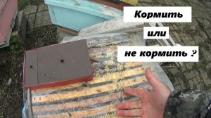 Кормить или не кормить пчёл весной ?