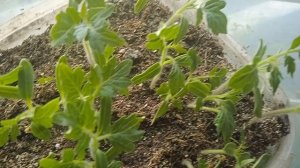 Овощная рассада на 10.04.2026