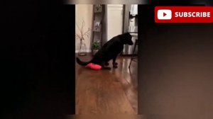 Приколы, посмеяться, юмор, поржать