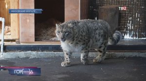 Снежный барс добровольно сдал кровь в Московском зоопарке