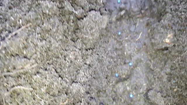 2346. Рассадный 2026. Посев цв.капустыброкколи и цветов.