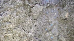 2346. Рассадный 2026. Посев цв.капусты,брокколи и цветов.