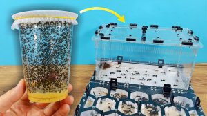 1000 мошек против 1000 муравьев! Кто победит?