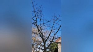 Диковинные деревья Израиля