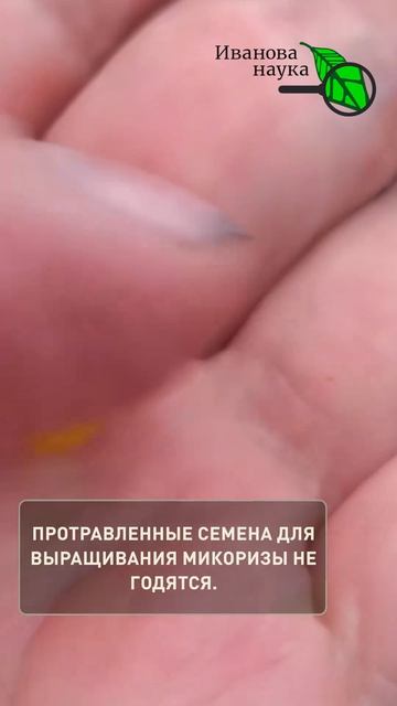 Микориза БЕСПЛАТНО: Больше не трачу деньги в садовых магазинах!Хватит покупать микоризу!