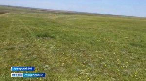 Занесенные в Красную книгу тюльпаны Биберштейна цветут на Ставрополье