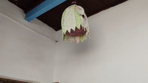 Узбекские перепела 🥟 Бухара 01.04.2026