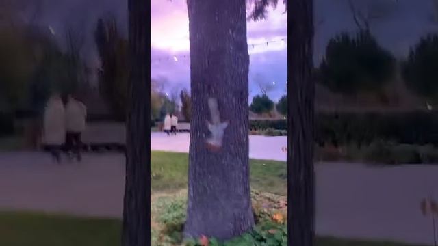 Белка Чип гуляет по Севастополю  #youtubeshorts #funny #squirrel #funnyvideo #shortvideo #video