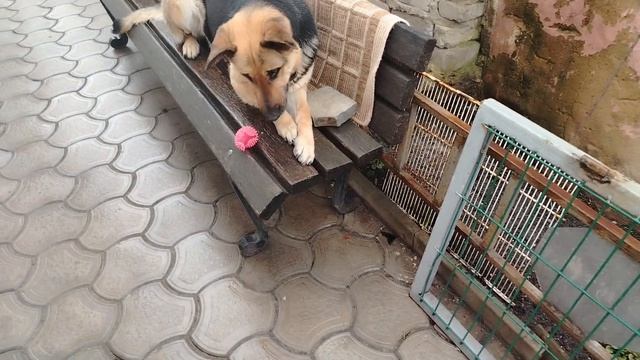 дождь а собаки нравятся