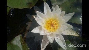 Одолень-трава