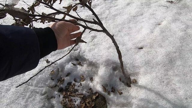 Путешествие на дачу в апреле 2026 года