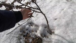 Путешествие на дачу в апреле 2026 года