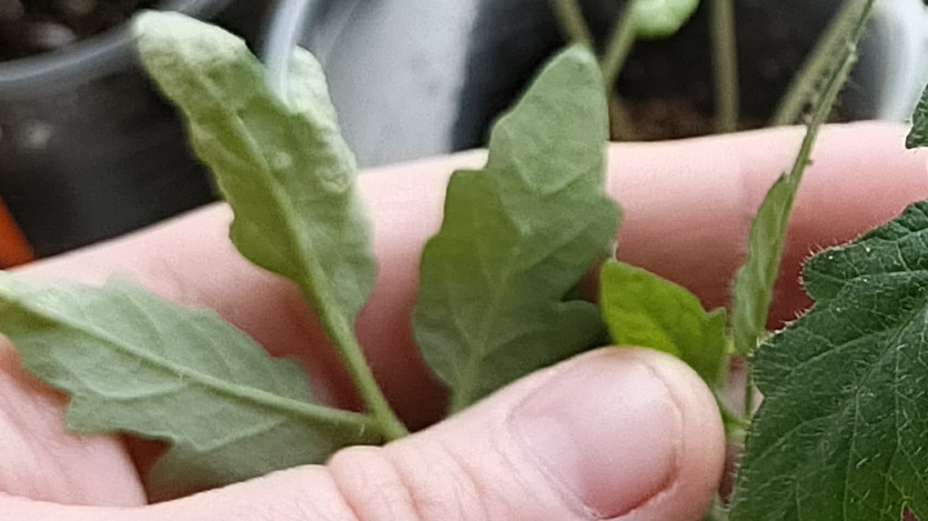 Оэдема(водянка) рассады томатов. Надо спасать!